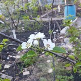 Куйбышевская золотистая1